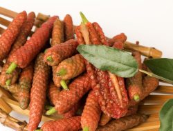 Membongkar Jejak Pedas: Sejarah Masuknya Tanaman Cabai ke Nusantara